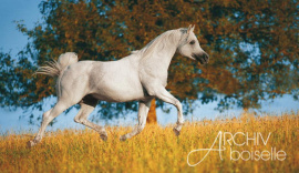 <b>Description: </b>AL LAHAB GASB (Laheeb x The Vision HG by Thee Desperado+)<br/><b>Copyright: </b>Gabriele Boiselle Horse Photography.