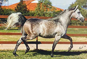 HANSAN (El Hilal x Hamamaa by Ibn Antar)