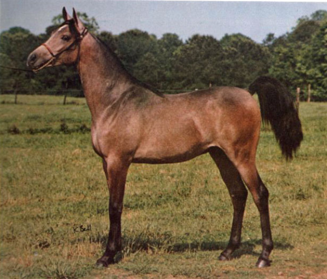 HANSAN (El Hilal x Hamamaa by Ibn Antar)