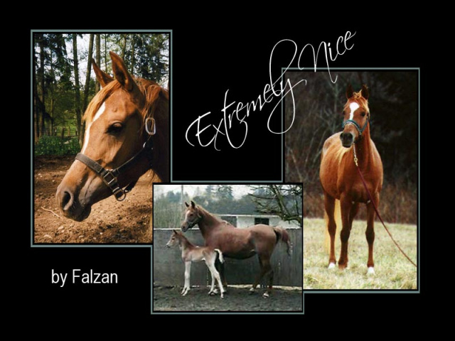 EXTREMELY NICE (Falzan x Le Kameesha Amira by Amir Ibn Sakr)