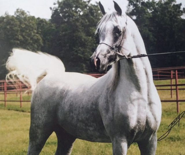 SHAHIR IASB (Salaa El Dine x *Imperial Imphayana by Ansata Imperial)