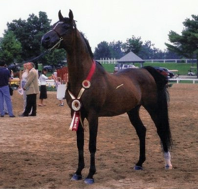 SUMMERWOOD SHAI (Simeon Shai+ x Saghira by Shaikh Al Badi)