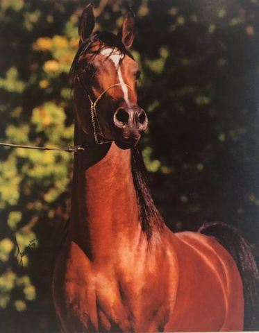 SUMMERWOOD SHAI (Simeon Shai+ x Saghira by Shaikh Al Badi)