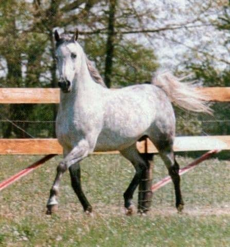 *EHAB (Akhtal x Zebeda by El Sareei)