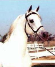 *TALAL (Nazeer x Zaafarana by Balance)