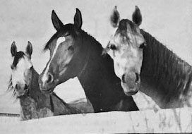 *BINT MAISA EL SAGHIRA (center)  Nazeer x Maisa by Shahloul)  *Salomy (L) and *Bint Nefisaa (R)