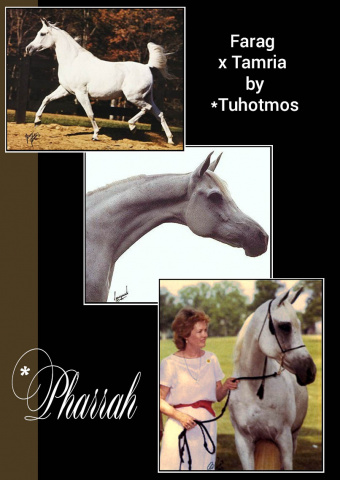 *PHARRAH (Farag x Tamria by *Tuhotmos)