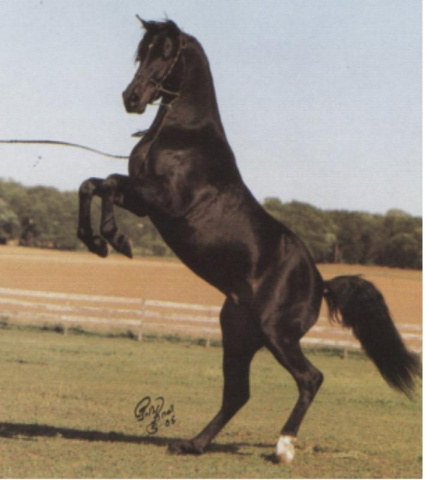 PRI GAMIL HALIM (Ansata Halima Son x Princeton Gamila by Farris)