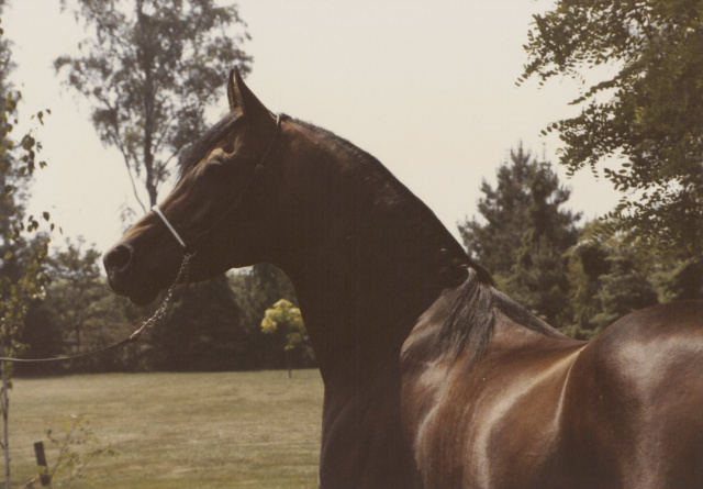  Mohafez (Ibn Moniet El Nefous x Ahroufa) 1976 Saqlawi Gidran Ibn Sudan