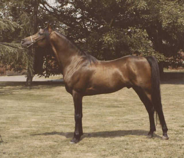 Mohafez ( registered as AK Sharaf in USA)  (Ibn Moniet El Nefous x Ahroufa ) 1976 Saqlawi Gidran Ibn Sudan