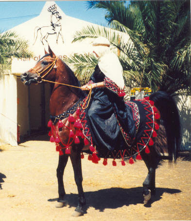 Mohafez ( registered as AK Sharaf in USA)  (Ibn Moniet El Nefous x Ahroufa ) 1976 Saqlawi Gidran Ibn Sudan. Here with Karin Nagel  at Egyptian Event Europe, 1986