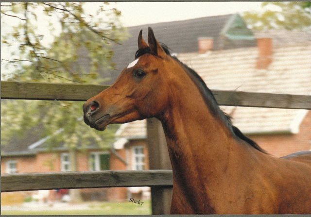 Mohafez ( registered as AK Sharaf in USA)  (Ibn Moniet El Nefous x Ahroufa ) 1976 Saqlawi Gidran Ibn Sudan