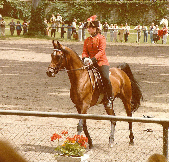 Mohafez  (AK Sharaf in U.S.A) (Ibn Moniet El Nefous x Ahroufa) 1976 Saqlawi Gidran Ibn Sudan. Here with Eva Piduch. Egyptian Event Europe 1985