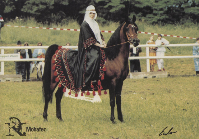 Mohafez  (AK Sharaf in U.S.A) (Ibn Moniet El Nefous x Ahroufa) 1976 Saqlawi Gidran Ibn Sudan.