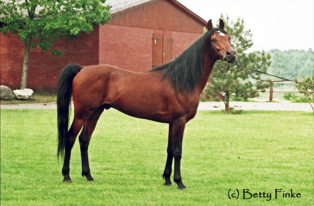 Mohafez  (AK Sharaf in U.S.A) (Ibn Moniet El Nefous x Ahroufa) 1976 Saqlawi Gidran Ibn Sudan.