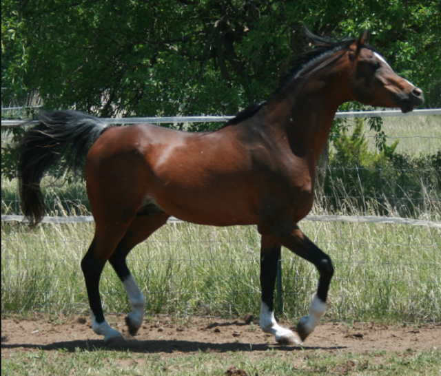 WDA FANDANGO MOON (Simeon Shai+ x Toali by Ruminaja Ali)