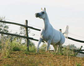 <b>Description: </b>Frasera Futura (Shahil x Ansata Nefer Isis) 1996 Dahmah Shahwaniyah<br/><b>Copyright: </b>Gigi Grasso photo