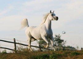 <b>Description: </b>Frasera Futura (Shahil x Ansata Nefer Isis) 1996 Dahmah Shahwaniyah<br/><b>Copyright: </b>Gigi Grasso photo