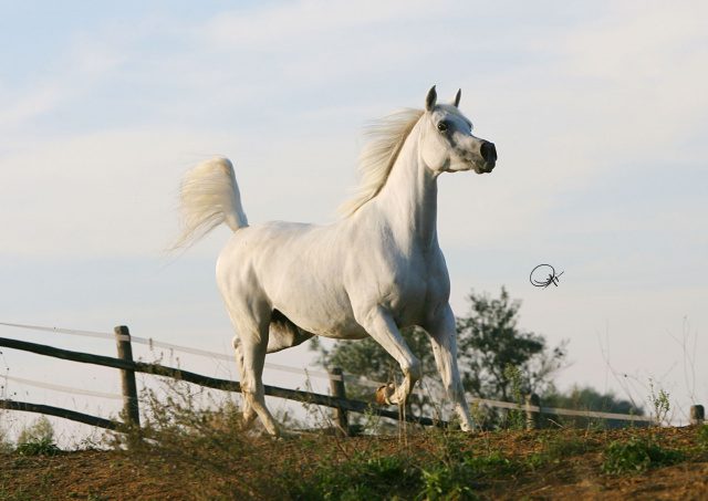 Frasera Futura (Shahil x Ansata Nefer Isis) 1996 Dahmah Shahwaniyah