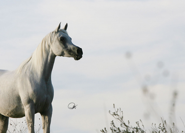 Frasera Futura (Shahil x Ansata Nefer Isis) 1996 Dahmah Shahwaniyah