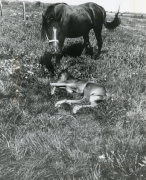 <b>Description: </b>Bahretta (Fabah x Henretta) 1969, here photographed at Babson Arabian Horse Farm with her daughter Bint Bahretta<br/>