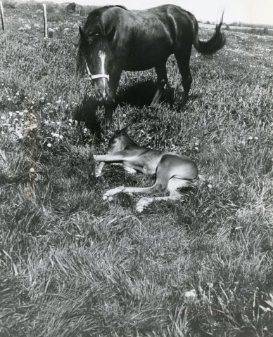 Bahretta (Fabah x Henretta) 1969, here photographed at Babson Arabian Horse Farm with her daughter Bint Bahretta