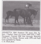 <b>Description: </b>Henretta (Ibn Fa-Serr x Faaba) 1964 Dahmah Shahwaniyah<br/>