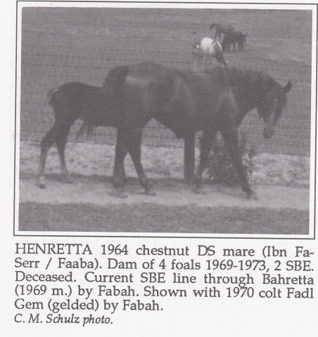 Henretta (Ibn Fa-Serr x Faaba) 1964 Dahmah Shahwaniyah