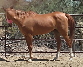 <b>Description: </b>Nadya at Desert Dreamers Rescue, Tucson, Arizona, July 2023<br/><b>Copyright: </b>Sherri Boyer mnboyer@arizona.edu