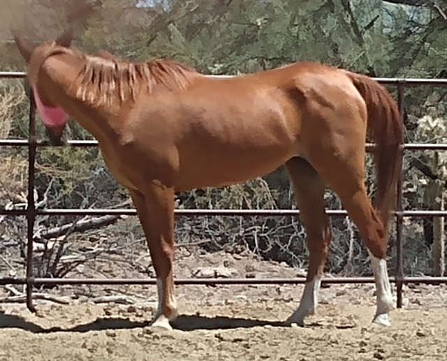 Nadya at Desert Dreamers Rescue, Tucson, Arizona, July 2023