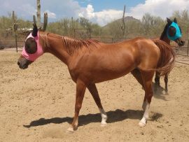 <b>Description: </b>Nadya at Desert Dreamers Rescue, Tucson, Arizona, July 2023<br/><b>Copyright: </b>Sherri Boyer mnboyer@arizona.edu