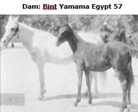 <b>Description: </b>Bint Yamama (Saqlawi I x Yamameh) 1895 Saqlawiyah Gidraniyah Ibn Sudan<br/>