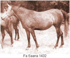 <b>Description: </b>Fa Sana (Fadl x Bint Bint Sabbah) 1937 Dahmah Shahwaniyah<br/>