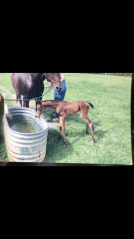 Sultaanas Ellieanna at 2 days old standing with her dam 