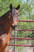 <b>Description: </b>EB Tariya (EAI Dhark Tamaar x Zandai Nasiriya) foaled in 2001<br/><b>Copyright: </b>Judi Parks photo  alabbasiyah11@gmail.com