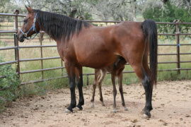 <b>Description: </b>EB Tariya (EAI Dhark Tamaar x Zandai Nasiriya) foaled in 2001 with her 2012 filly<br/><b>Copyright: </b>Judi Parks photo  alabbasiyah11@gmail.com