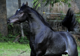 <b>Description: </b>Hu Shamaan at Hughes Arabians, USA.<br/><b>Copyright: </b>Photo by Audrey