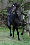<b>Description: </b>Hu Shamaan at Hughes Arabians, USA.<br/><b>Copyright: </b>Photo by Audrey