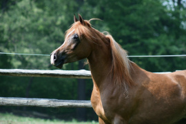 <b>Description: </b>Hu Sasheeda at Hughes Arabians, USA<br/><b>Copyright: </b>Photo by Audrey