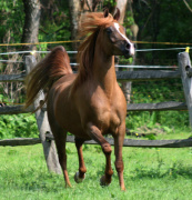 <b>Description: </b>Hu Sasheeda at Hughes Arabians, USA<br/><b>Copyright: </b>Photo by Audrey