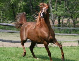 <b>Description: </b>Hu Sasheeda at Hughes Arabians, USA<br/><b>Copyright: </b>Photo by Audrey