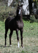 <b>Description: </b>Hu Shai Imaan at Hughes Arabians, USA 2024<br/><b>Copyright: </b>Photo by Audrey