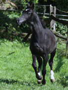 <b>Description: </b>Hu Shai Ahmad at Hughes Arabians, USA<br/><b>Copyright: </b>Photo by Audrey