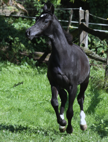 Hu Shai Ahmad at Hughes Arabians, USA