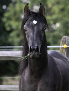 <b>Description: </b>Hu Shai Ahmad at Hughes Arabians, USA<br/><b>Copyright: </b>Photo by Audrey