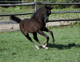 <b>Description: </b>Hu Elle Halimma at Hughes Arabians, USA<br/><b>Copyright: </b>Photo by Audrey