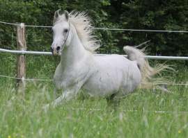 <b>Description: </b>Sahil Ibn Farag II-3 at Marbach State Stud 2024<br/><b>Copyright: </b>Gudrun Waiditschka 