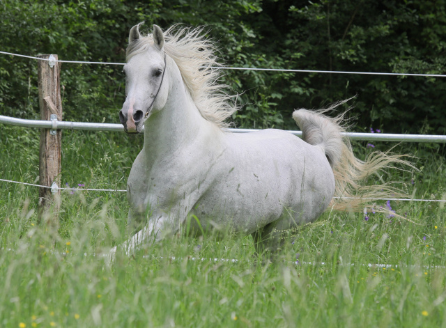 Sahil Ibn Farag II-3 at Marbach State Stud 2024