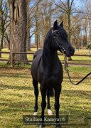 <b>Description: </b>DF Kamyar <br/><b>Copyright: </b>Copyright by Bastian Lee Jones