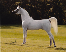 <b>Description: </b>Ansata Iemhotep at Ansata Arabian Stud. This photo displays his perfect overall balance and his ideal length of neck and mitbah<br/><b>Copyright: </b>Sparagowski Photo